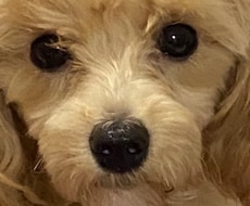 ひとときの癒しをお届けします イメージ1