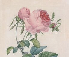 あなたの魂の計画を基にアドバイスします イメージ1