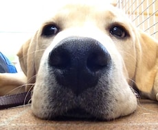 犬を飼っている方、お困りのことございませんか？ イメージ1