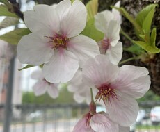 安心と癒しをお届けいたします イメージ1