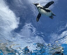 浮気、復縁・不倫・片思い、彼の気持ちを深堀りします 2人の絡んだ糸を解きほぐし、相思相愛になれるよう後押しします