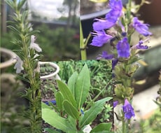 ハーブの薬効と利用法を、お教えします ハーブを育てたり買ったり、でも利用方がわからない方にオススメ