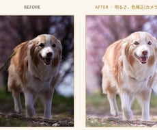 愛犬写真、プロの手仕事で美しく修復、レタッチします イメージ1