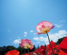 親が離婚した経験をもつ子どもが相談受けます イメージ1