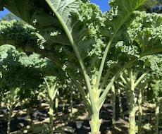 土壌医の家庭菜園のコツ！ご相談に乗ります イメージ1