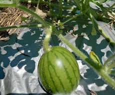 長期、家庭菜園、ベランダ菜園、アドバイス致します イメージ1