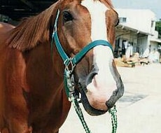 一緒に熱くなりましょう！競馬予想します