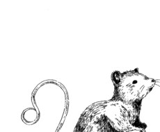 手描き動物イラスト【ペン画】書きます イメージ1