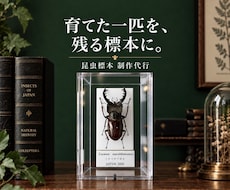 クワガタやカブトムシなどの昆虫標本作成します インテリアとして、飼育した個体の思い出を残しませんか