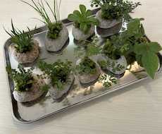 小さな山野草のプレゼント、お受けします イメージ1