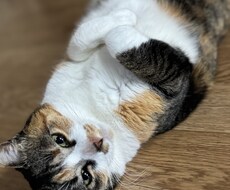 あなたの悩み、なんでも優しく聞きます イメージ1