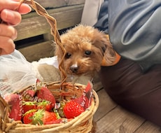 愛犬の写真・動画で癒しをお届けします イメージ1