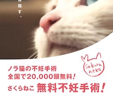 多頭崩壊した猫さんの無料不妊手術のご相談、承ります イメージ1