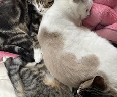 可愛い動物たちの動画素材提供します イメージ1