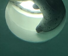 貴方と一緒に、時間を過ごします なんでもないこと、話したかったり、人恋しい時。寄り添います。
