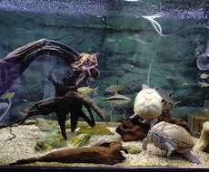 爬虫類飼育について実体験ベースでアドバイスします 実飼育経験に基づき、初心者の悩みを具体的に解決します！