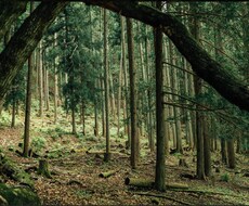 様々な要望に答えて写真をとります イメージ1