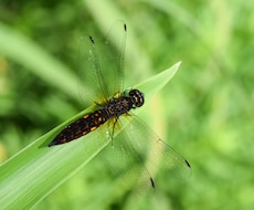 虫に関するあらゆる相談請け負います 虫に詳しくない人が虫で困ったときにぜひ！