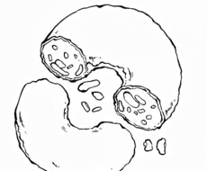 ほっこり！筆ペンで味のある線画イラスト描きます 挿絵やカットイラストにぴったり！
