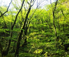 直感、感じたままお伝えします タロットに降りてくる精霊達の声をお届けします。