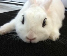 うさぎの可愛い動画はいかがでしょうか？ イメージ1