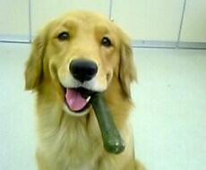 ☆最適な犬種☆プロドッグトレーナーが提案