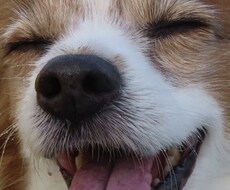 犬猫のお悩みやトレーニングの相談受け付けます プロの動物業界人2人組が犬猫のお悩みにアドバイスいたします。