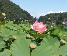 アロマヒーリング今❣️貴方に必要な精油教えます イメージ1