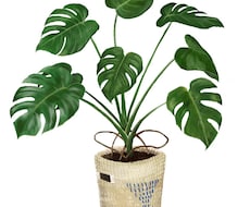 お好きな植物のイラストを描きます イメージ1