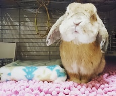 うさぎの動物看護師が飼育相談受けます イメージ1