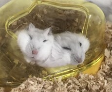 タロット☆ルノルマンカードでお悩みききます イメージ1