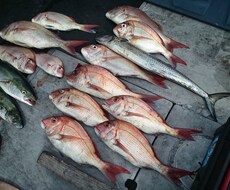 伊勢湾・御前崎・焼津での遊漁船釣り、教えます イメージ1