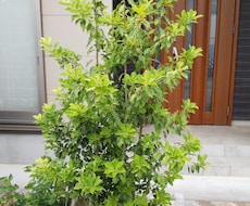 私が自分なりに良いと思う植木を伝えます 植木、グランドカバーが好きで、自分で植木を植えようと思う方
