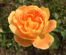 貴方好みの女になります♡