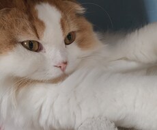 猫ちゃんの写真提供します イメージ1