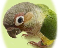 あなたの「大好き♡」「想い出」のお写真を描かせていただきます。