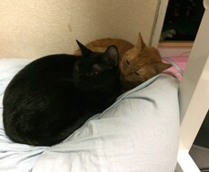 うつ病の方、悩み聴きます イメージ1