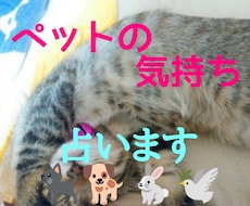 ペットの気持ちを占います イメージ1