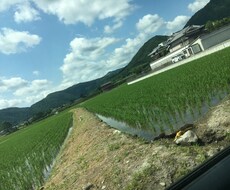 3日間お話し相手になります イメージ1