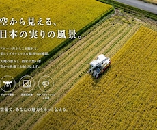 稲刈り作業、豊作田んぼ　ドローン空撮します 農作業風景、田んぼ全景、空から記念にドローン撮影