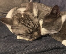 心の疲れを癒すお手伝いをします イメージ1