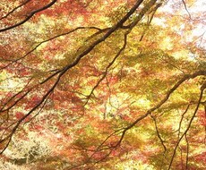 易タロット⭐️でみます 過去・現在・未来を読み取っておこたえいたします！