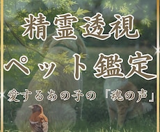 精霊透視✴︎ペットの本当の気持ち魂の声を翻訳します あの子は今幸せ？精霊が明かすペットの深い愛とあなたへの想い