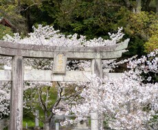 3月限定　成人式前撮りを美しくします プロウエディングカメラマンで一生に一度の姿をドラマチックに。