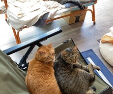 猫の多頭飼いについての相談に乗ります イメージ1