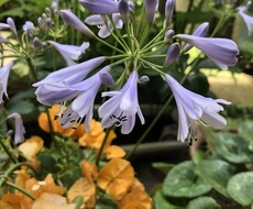お庭の植物育てかたや病気など見ます イメージ1