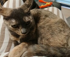 ささいなお悩み、愚痴などおききします イメージ1