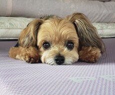 楽しくワンコにしつけと技を教えられます イメージ1