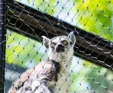 東山動物園の可愛い動物の写真を撮ります イメージ1
