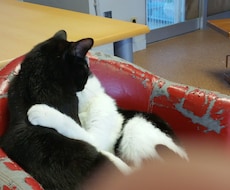 猫好きな方！猫ちゃんの画像を提供致します(｀・ω・´) イメージ1